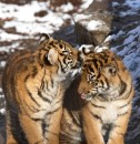 Вікуся Озар фотография #42 (источник - https://vk.com/id64181352)