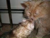 Игорь Семашко фотография #29 (источник - https://vk.com/id1462688)