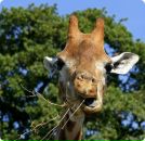 Фотография Ибнияминова Саида