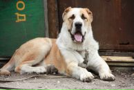 Софья Фе фотография #33 (источник - https://vk.com/id1765062)