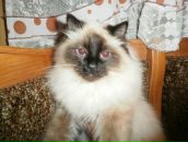 Таміла Рибінська фотография #6 (источник - https://vk.com/id122163182)