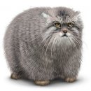 Свин ^_^ фотография #25 (источник - https://vk.com/id60082165)