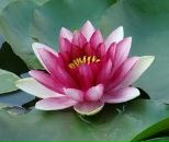 Фотография Корнеевой Светланы