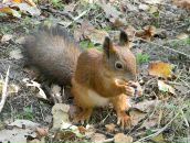 Фотография Соболев Николай