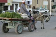 Bolat Ælbortæ фотография #36 (источник - https://vk.com/id9727982)