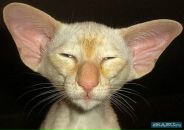 Фотография Чернышовой Виктории