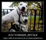 Саняwerevolf Сірко фотография #48 (источник - https://vk.com/id17585298)