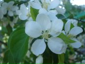 Фотография Бели Людмилы