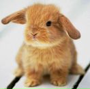 Фотография Коннова Ольга