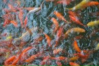 Фотография Дня Добрыя