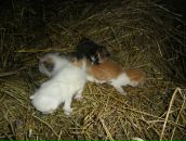 Дмитро Ковалів фотография #36 (источник - https://vk.com/id73833757)