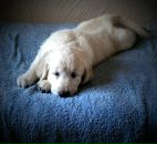 Діма Шевчук фотография #43 (источник - https://vk.com/id42200010)