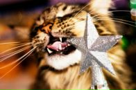 Фотография Гавриловой Екатерины