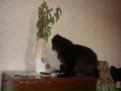 Дюрі Масяк фотография #10 (источник - https://vk.com/id19779231)