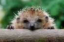 Фотография Клементьева Александра