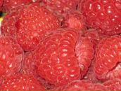 Фотография Куншиной Елены