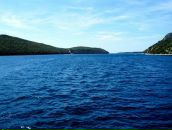 Фотография An Tigr