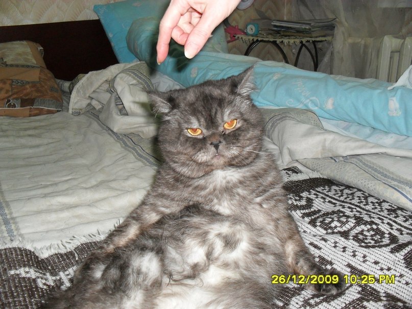 Сергей Адов фотография #8