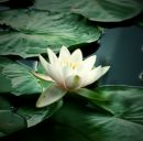 Лєна♥ Сосовська фотография #30 (источник - https://vk.com/id145615334)