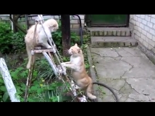 Когда газанул до отсечки