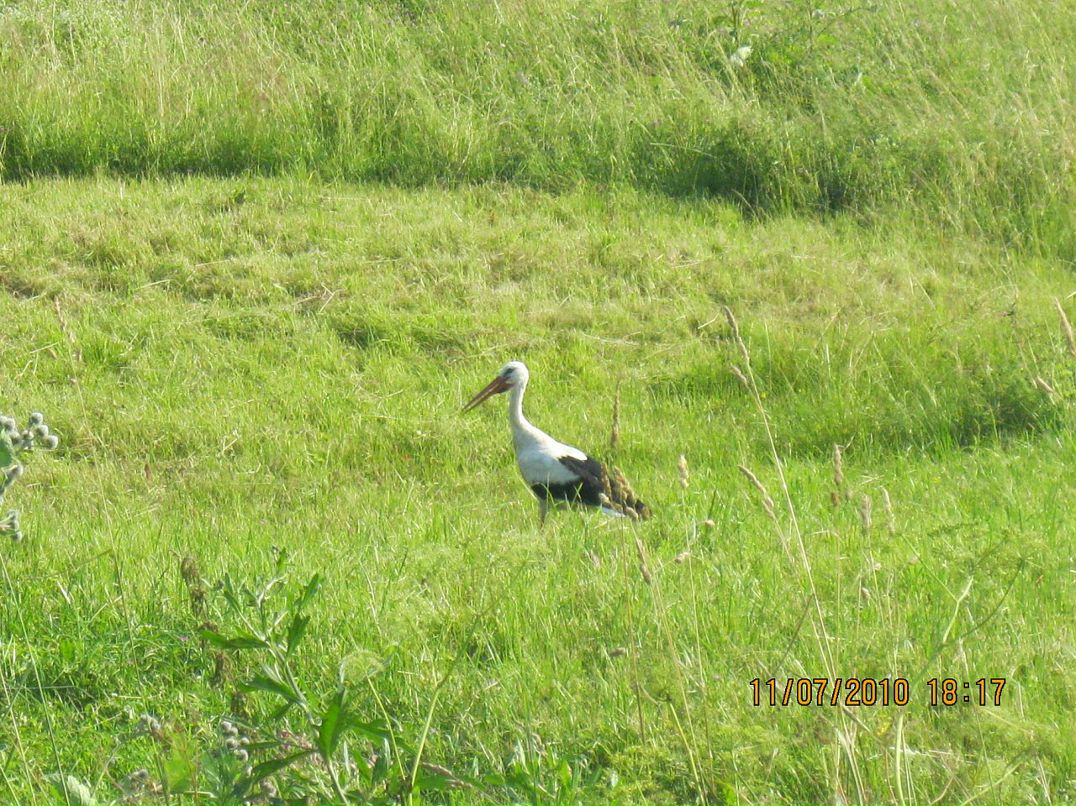 Сергей Козлов фотография #39