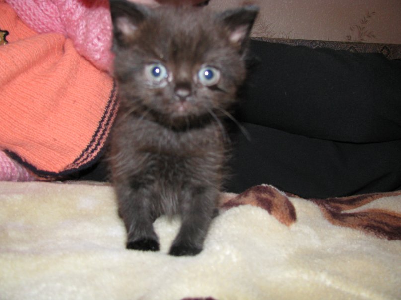 Денис Ларин фотография #25