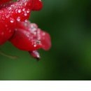 Ірина Заблоцька фотография #48 (источник - https://vk.com/id104380067)