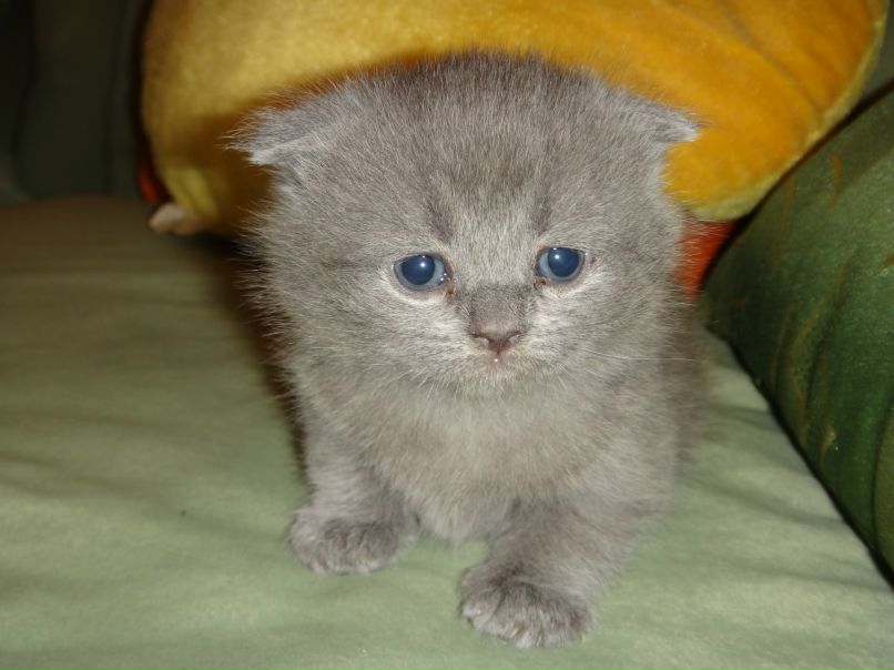 Dmitry Semenenko фотография #9