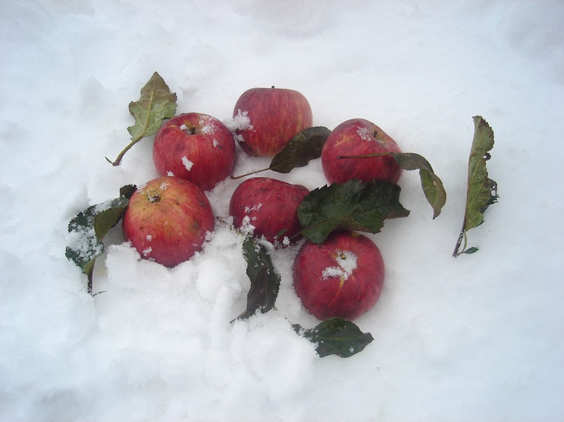 Era New фотография #37