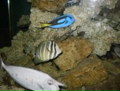 Фотография Королевой Анжелы