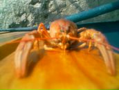 Марк Кулаков фотография #37 (источник - https://vk.com/id8317905)