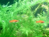 Dathim Origin фотография #42 (источник - https://vk.com/id2932718)