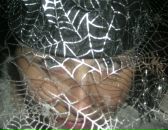 Фотография Клейнер Ирины