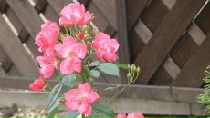 Фотография Lybimtseva Irina