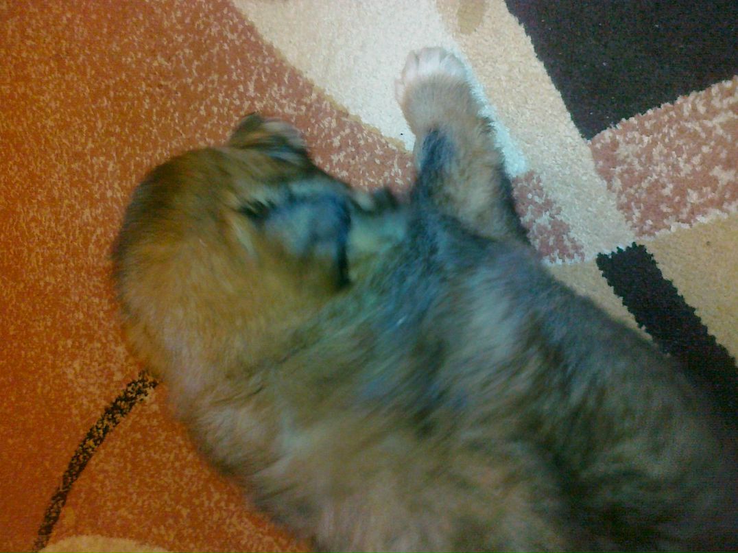 Slavon Neadekvatnux фотография #28