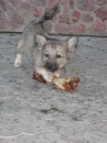 Вовчик Кузьміч фотография #30 (источник - https://vk.com/id64250712)