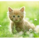 Діана Береза фотография #19 (источник - https://vk.com/id157656163)