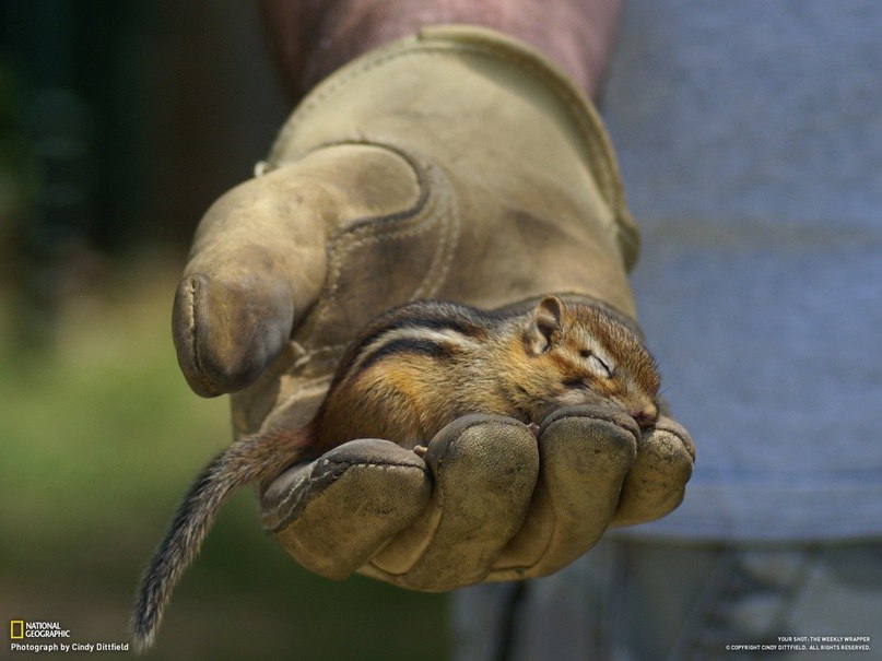 New Man фотография #1