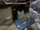 Любовь Κарасева фотография #4 (источник - https://vk.com/id142951198)