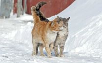 Мария Дик фотография #41 (источник - https://vk.com/id853556)