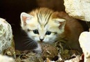 Діанка Глинська фотография #3 (источник - https://vk.com/id134668592)