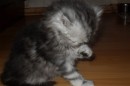 Кот Салтыков фотография #32 (источник - https://vk.com/id82408447)