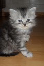 Кот Салтыков фотография #48 (источник - https://vk.com/id82408447)