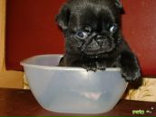 Фотография Шапина Дениса