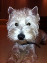 Моцарт :) фотография #16 (источник - https://vk.com/id137584252)