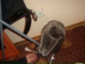 Діма Боднар фотография #33 (источник - https://vk.com/id106157077)