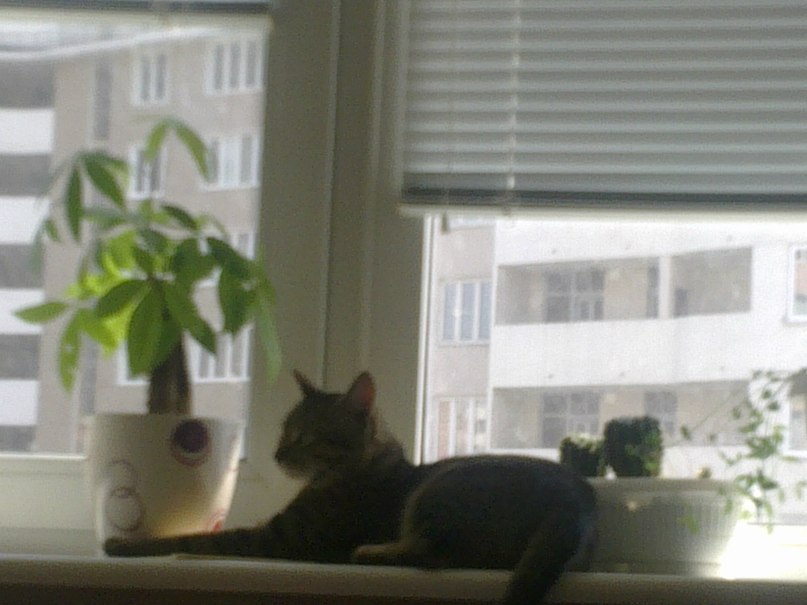 Макс Максов фотография #22