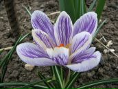 Zelim Debi фотография #5 (источник - https://vk.com/id2827237)