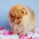 Фотография Гусевой Елены