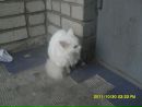 Степан Романів фотография #48 (источник - https://vk.com/id104732636)